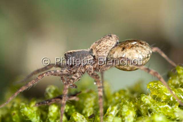 Lycosidae_8465.JPG - France, Araneae, Lycosidae, Lycose ou Araignée-loup (Pardosa lugubris), femelle portant son cocon, Wolf spider